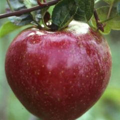Appelboom Royal Gala