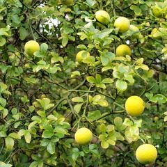 Poncirus trifoliata - Wilde citroen