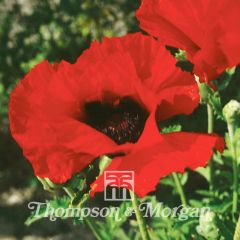 Papaver orientale Brilliant (zaad) - Oosterse papaver