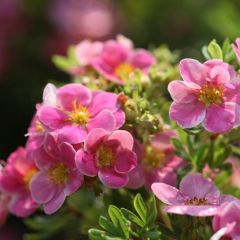 Potentilla fruticosa Pink Paradise - Struikganzerik