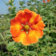 Potentilla William Rollisson - Ganzerik