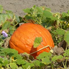 Reuzenpompoen Atlantic Giant