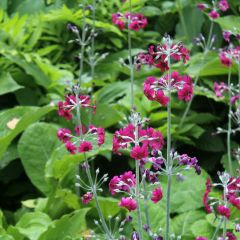 Primula pulverulenta - Sleutelbloem