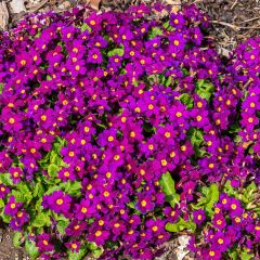 Primula juliae Wanda - Sleutelbloem