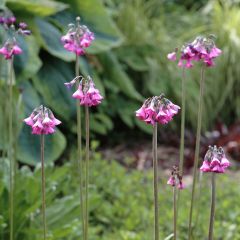 Primula secundiflora - Sleutelbloem