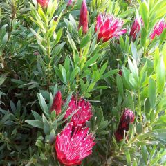 Protea Clarks Red - Suikerbos