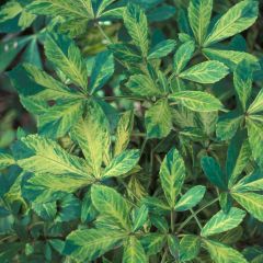 Pseudopanax lessonii Goldsplash - Goudvlekpalm