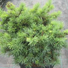 Pseudotsuga menziesii Bhiela Lhota - Douglasspar