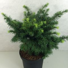 Pseudotsuga menziesii Fletcheri - Douglasspar
