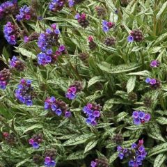 Pulmonaria longifolia Cevennensis - Longkruid