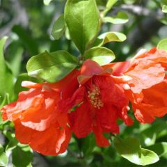 Punica granatum Maxima Rubra - Granaatappel