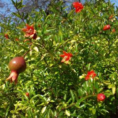Punica granatum Nana - Granaatappel