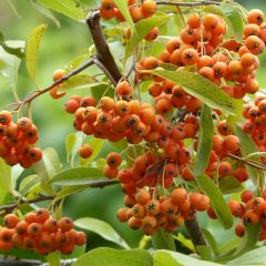 Pyracantha Golden Charmer - Vuurdoorn