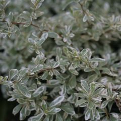 Pyracantha Sparkler - Vuurdoorn