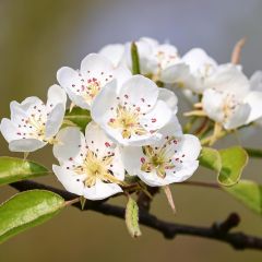 Pyrus pyraster - Sierpeer