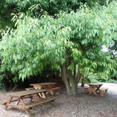 Quercus myrsinifolia - Bamboebladige eik