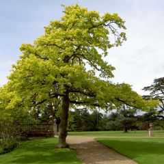 Quercus robur Concordia - Zomereik