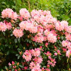 Rhododendron Percy Wiseman - Dwergrododendron
