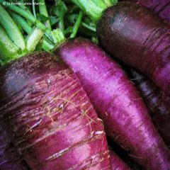 Radijs Violet de Gournay BIO - Ferme de Sainte Marthe