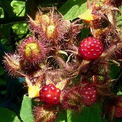 Japanse wijnbes - Rubus phoenicolasius