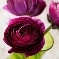 Ranunculus asiaticus Pauline Violet - Perzische ranonkel