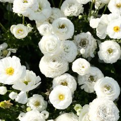 Ranunculus asiaticus Wit - Perzische ranonkel