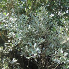 Rhamnus alaternus Argenteovariegata - Italiaanse wegedoorn