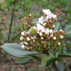 Rhaphiolepis umbellata Ovata - Indiase meidoorn