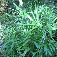 Rhapidophyllum hystrix - Naaldpalm