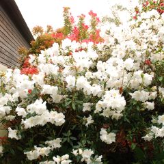 Rhododendron Fragrantissimum - Geurige Rododendron