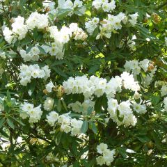 Rhododendron Polar Bear - Grootbloemige rododendron