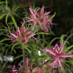 Rhododendron macrosepalum Linearifolium - Dwergrododendron