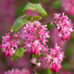 Ribes sanguineum - Rode ribes