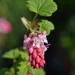 Ribes sanguineum King Edward VII - Rode ribes