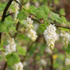 Ribes sanguineum White Icicle - Rode ribes