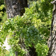 Robinia pseudoacacia Twisty Baby - Valse acacia