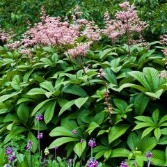 Rodgersia aesculifolia - Schout-bij-nacht