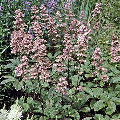 Rodgersia henrici - Schout-bij-nacht