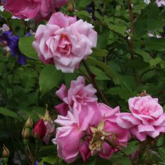 Rosa Old Blush - Historische roos