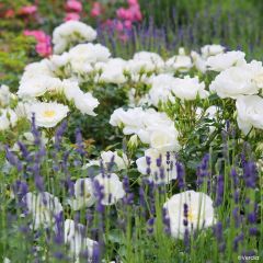 Rosa White Flower Carpet - Polyantharoos