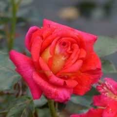 Rosa Parfum de Grasse - Grootbloemige roos