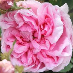 Rosa centifolia Muscosa - Historische roos