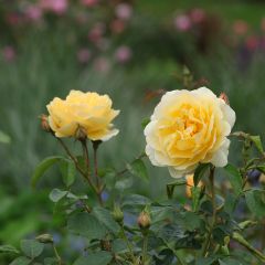 Rosa Graham Thomas - David Austinroos