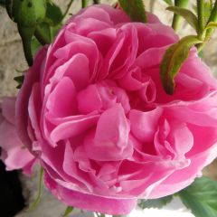 Rosa Fantin-Latour - Historische roos