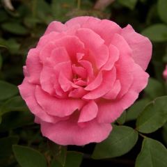 Rosa Zephirine Drouhin - Doorbloeiende Klimroos