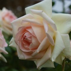 Rosa Francis Meilland - Grootbloemige roos