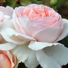 Rosa André le Nôtre - Grootbloemige roos