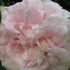 Rosa Great Maiden's Blush - Historische roos