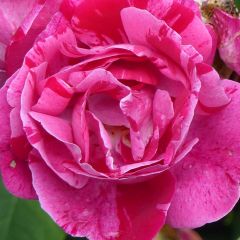 Rosa Ferdinand Pichard - Historische roos