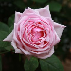 Rosa La France - Grootbloemige roos